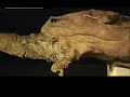 39 000 year old wooley mammoth