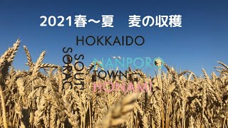 北海道 2021春～夏　小麦の収穫