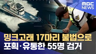 밍크고래 17마리 불법 포획해 유통‥ 55명 검거 (2023.08.24/뉴스데스크/포항MBC)