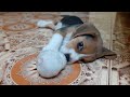 Mowgli a Cute Beagle puppy catching and returning ball ⚽🐕☺️