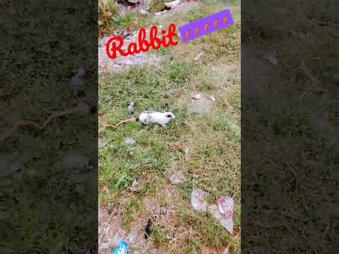 Rabbit Youtube Rabbit Youtube