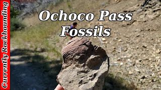 Fossils at Ochoco Pass // Rockhounding Central Oregon