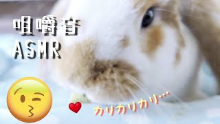 【ASMR】うさぎがチモシースティックを食べる咀嚼音が心地いい【ロップイヤー】＃146 Rabbit eating sound