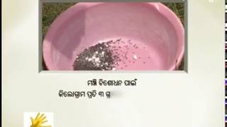 ଭେଣ୍ଡି ଚାଷ ପାଇଁ ଜମି ପ୍ରସ୍ତୁତି ଓ ଚାଷ ପ୍ରଣାଳୀ