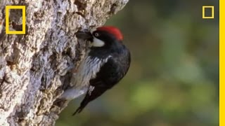 Woodpeckers vs. the World | National Geographic