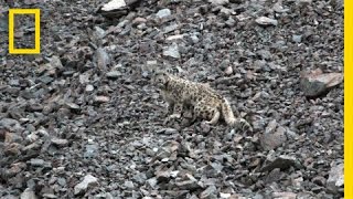 Snow Leopards Tagged in Afghanistan — A First | National Geographic