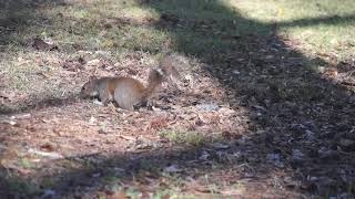 Foraging- Eastern gray squirrel