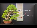 【４Ｋ】第41回日本盆栽大観展 the 41st japan bonsai grand exhibition part 3