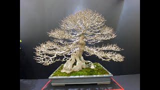 【４Ｋ】第41回日本盆栽大観展 The 41st Japan Bonsai Grand Exhibition Part 3