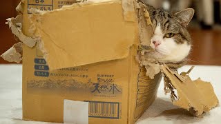 アートな箱とねこ２。-Artistic box and Maru 2.-