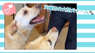 【犬の幼稚園】紫竹山店⭐️火曜日の大型犬チーム⭐️