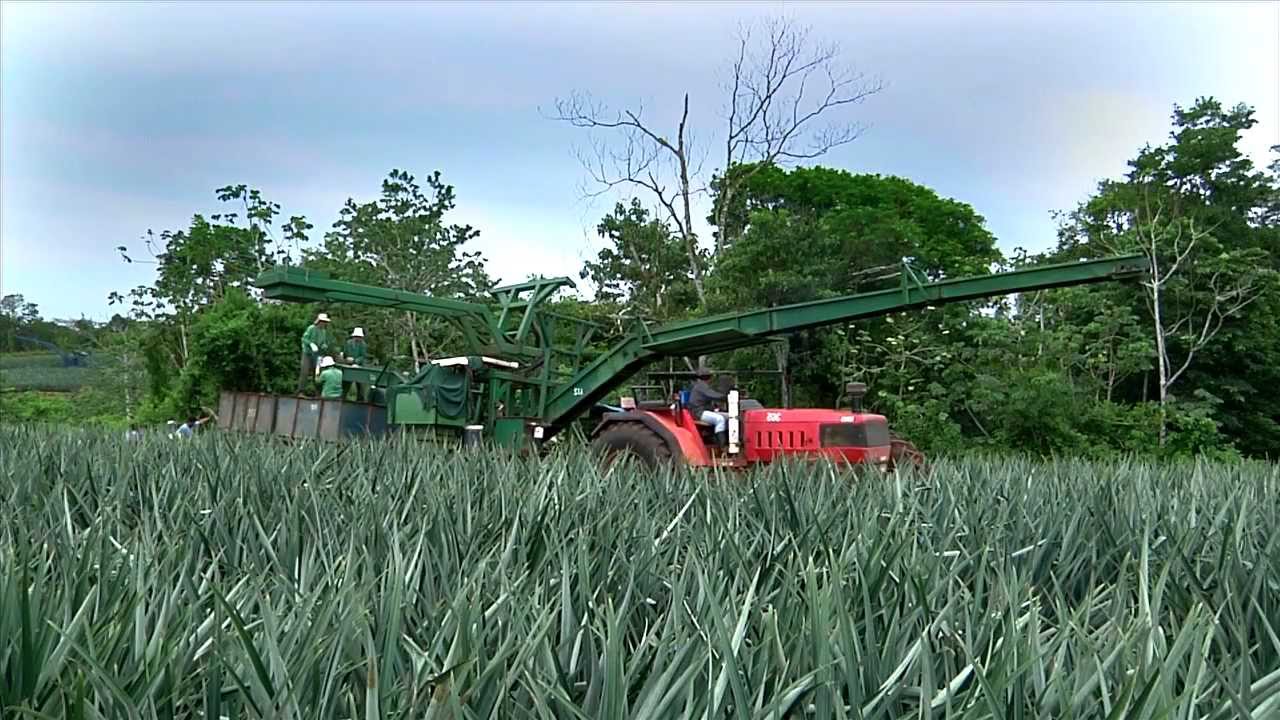 Dole Harvesting Pineapples Youtube