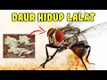 Inilah Tahap-Tahap Metamorfosis Lalat