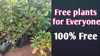 || HMDA Free Plants Nursery |100% free for every one in Hyderabad | మిద్దె తోట లో కి ఉచిత మొక్కలు ||