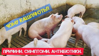 Кашель у свиней. Причини, симптоми, антибіотики.