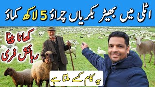 Sheep and Goats farming job in italy 🇮🇹  europe | Best job in italy free food , free accommodation