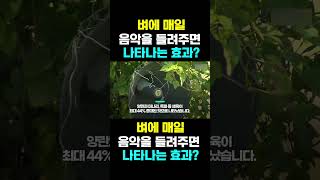 [한국농수산TV] 벼에 매일 음악을 들려주면 나타나는 효과?