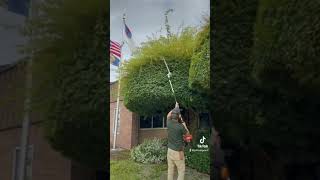 Tree trimming