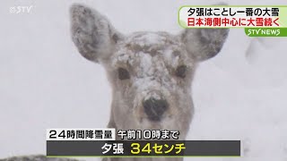 ことし一番の大雪　「春が待ち遠しい」　夕張市で降雪34センチ　シカの顔も雪だらけ　北海道