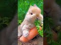 Cute Bunny eating carrot 🥕🐇♥️ ||Please subscribe #viral #cuteanimals