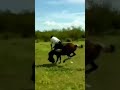 Combo Breaker 😂😅finishes off its rider with a 360 no scope flying backkick #shorts#fails #trending