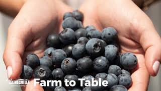 Explore Food, Arts and Culture, and Florida's History in Gainesville and Alachua County