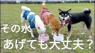 ダメ！「炭酸水飲ませてみた」犬の飲み水は何がいい？選び方と量の目安