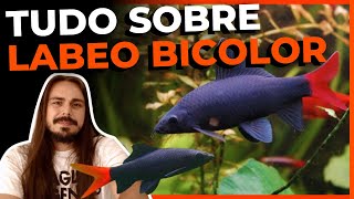 🔴O PEIXE QUE DESPERTA DISCUSSÃO NO AQUARISMO ( LABEO BICOLOR: TUDO SOBRE ) |Mr. Betta|