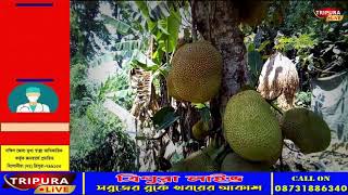 ২০২১ সালে রাজ্যের রসালো ফল  কাঁঠাল পাড়ি দিল ইংল্যান্ডের উদ্দেশ্যে।। Channel Tripura Live ।।