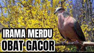 Suara Burung Derkuku Gacor Sangat Ampuh Untuk PAncingan Dan Pikat Tekukur Liar