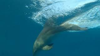 समुन्द्री डॉल्फिन | sea dolphin