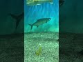 ターポン　新潟市水族館マリンピア日本海　atlantic tarpontarpon