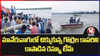 Rescue Team Successfully Rescued Shepherd Chandramouli | Maneru | Rajanna Sircilla | V6 News