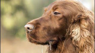 The Dirty TRUTH About Dog Saliva😱 #youtube #facts #dog #shorts #doglover #animals #viral #video #yt