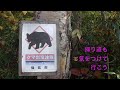 2024 10 24 アロアの紅葉便り・秋田玉川