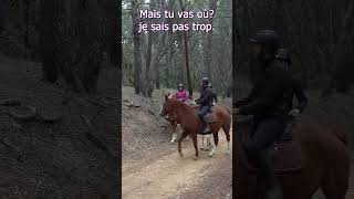 Les différents chevaux en balade