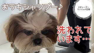 [2才シーズー]おうちシャンプー♪