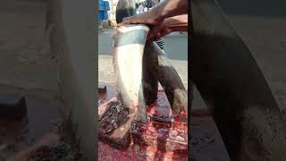 Giant Monster Wallago Attu Catfish Cutting In Bangladesh | Boal Fish Cutting Skills | #shorts