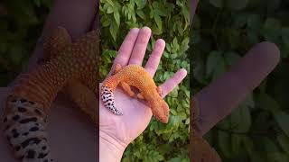 Tangerine Tiger Leopard Gecko #leopardgecko #gecko #lizard #shorts #animals #animales #pets #fyp #fy