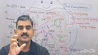 Aminoacyl tRNA Synthetase Part II (PROOF Reading Mechanisms)