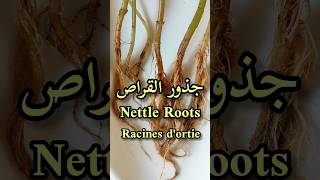 أهم فوائد جذور القراص(القريص)/Nettle root benefits/Les bienfaits des racines d'ortie#shorts