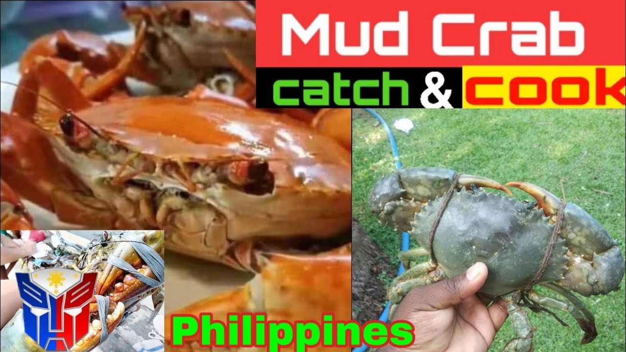 Mud Crab Catch And Cook Youtube