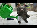 Funny cute! Cleaning teddy bear Pig Man Washing the strangest method in the world ASMR