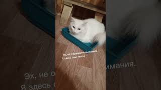 Сиротинушка😁 #cat #дети #бездомныеживотные #котик #актеры #новости #зима