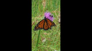 Barkhausen Nature Bites - Monarchs