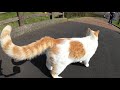 人懐っこい茶シロ猫が橋の上で人に甘えまくる