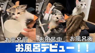 初めてのお風呂で子猫が別人になりました・・・【スコティッシュフォールド】