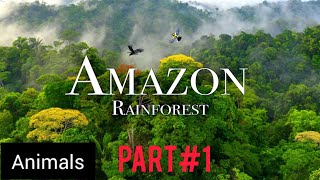 Amazon  The World’s Largest Tropical Rainforest Part #1| Jungle Sounds | Scenic  and animals