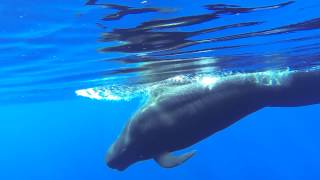 Ocean Explorer Whale Watching - Los Gigantes in Tenerife - Canary Islands in Spain