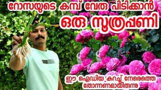 ബഡ് റോസയുടെ കമ്പിന് വേരു പിടിപ്പിക്കാൻ ഇതിലും നല്ല ഹോർമോണ് വേറെയില്ല|rooting hormone malayalam|rose